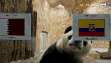 الباندا سهيل وثريا