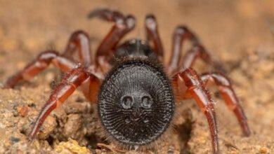 عنكبوت الساعة الرملية