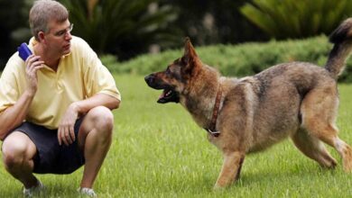 أفضل دورات تدريب الكلاب في الرياض