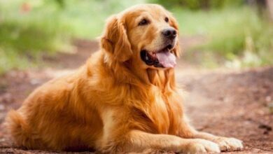 كيفية تدريب كلب جولدن ريتريفر على الطاعة في المنزل