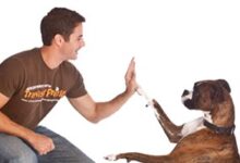 منتجات تدريب الكلاب الطبيعية الآمنة