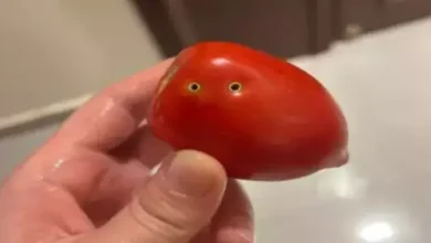 هل طماطم عضة الثعبان سامة ؟